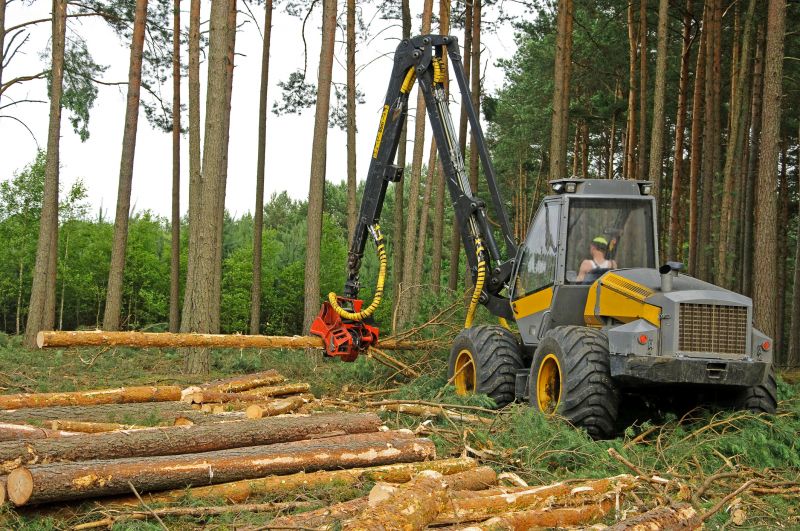Pine Tree Clearing in Marietta, GA