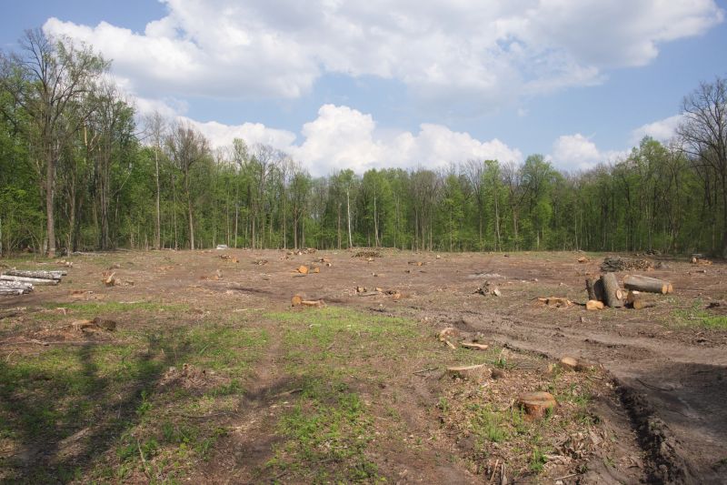 Thicket Clearing in Utah County, UT