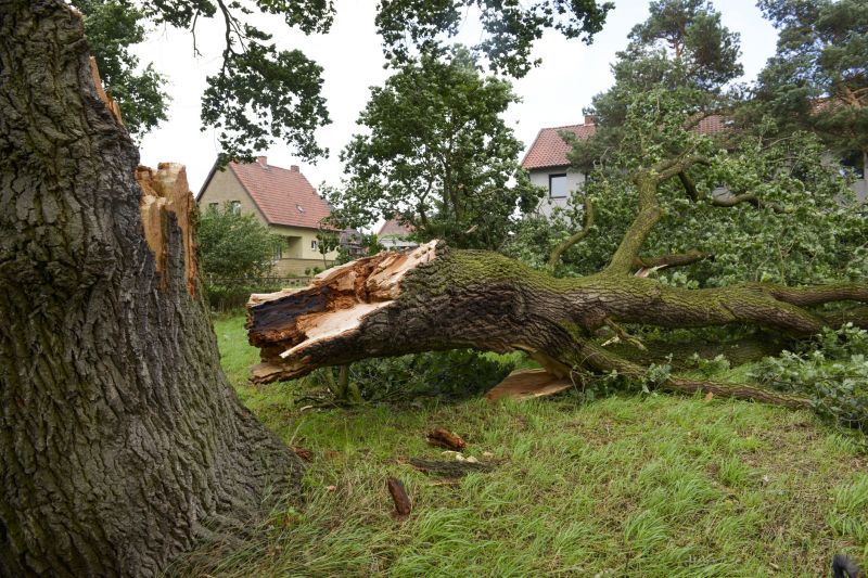 Willow Tree Removal in Pottstown, PA